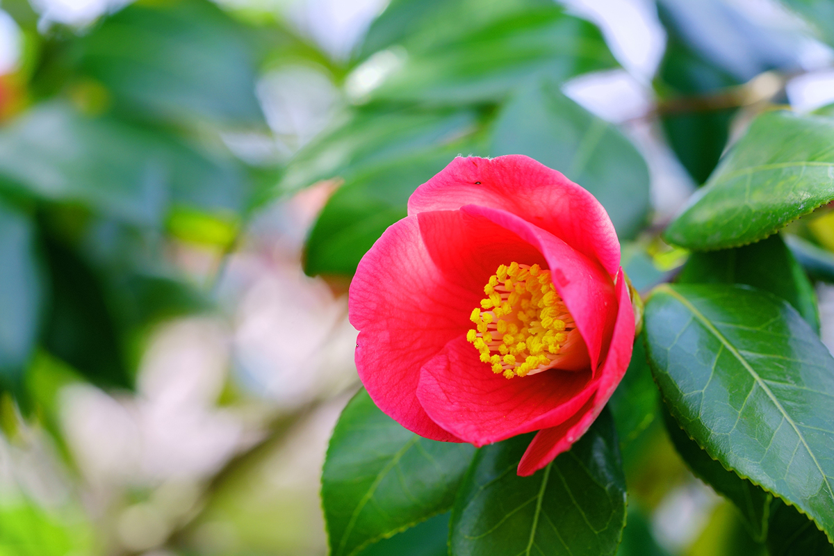 椿（つばき）とは？わかりやすく説明 | きものレンタリエのきもの豆知識