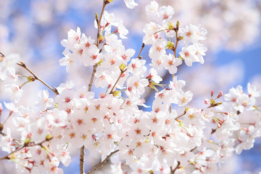 桜