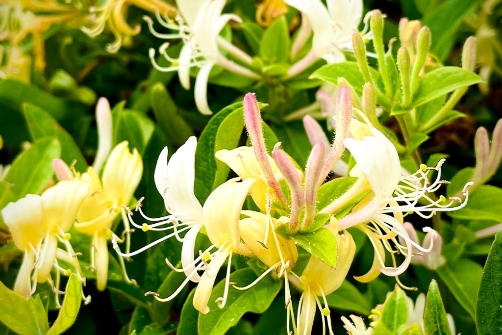 忍冬文のスイカズラ