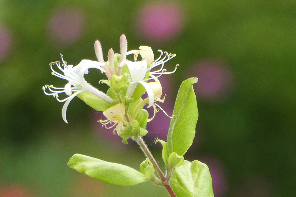 忍冬文のスイカズラ